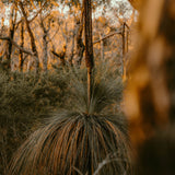 GRASS TREE CAP