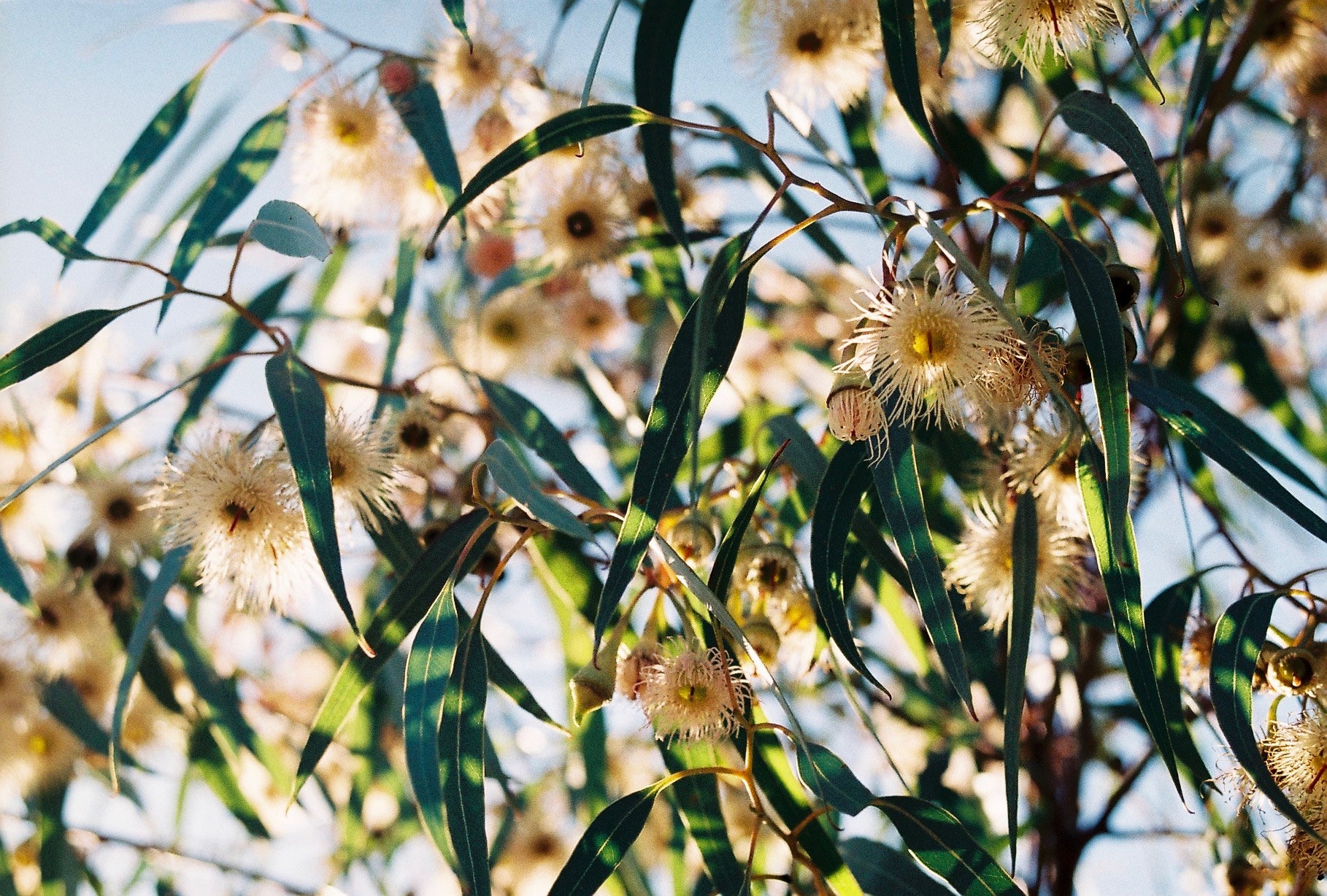 Proudly supporting Bush Heritage Australia